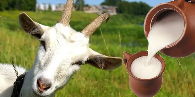 Beneficios de la leche de cabra