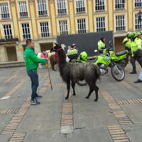 Tres llamas de la Plaza de Bolívar fueron rescatas por las autoridades distritales