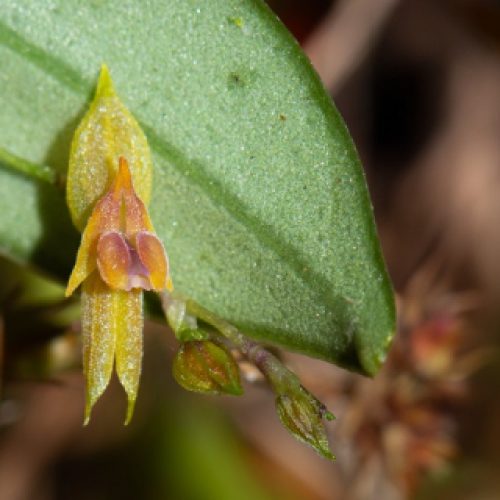 Ocho nuevas orquídeas fueron nombradas en honor a mujeres colombianas