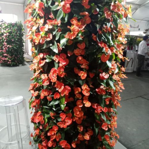 Expo Plantas lo mejor del viverismo colombiano en Fusagasugá